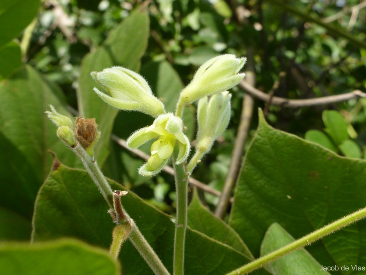 Rhynchosia hirta (Andrews) Meikle & Verdc.